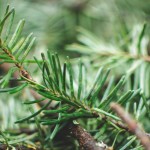 À mon tour #3 : Dear Santa Claus