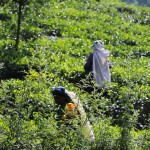 Road-Trip Sri Lanka:  Vers les Montagnes et le Centre #77