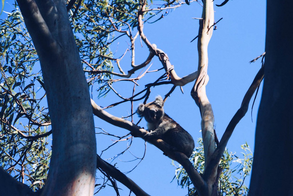 Roadtrip Du Nord au Sud de l’Australie: Explorers Way, Etape 4/4