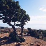 Aura Botanica: À la Découverte d&rsquo;Agadir et de l&rsquo;Huile d&rsquo;Argan