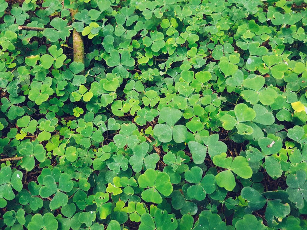 Un Long Weekend en Irlande du Nord