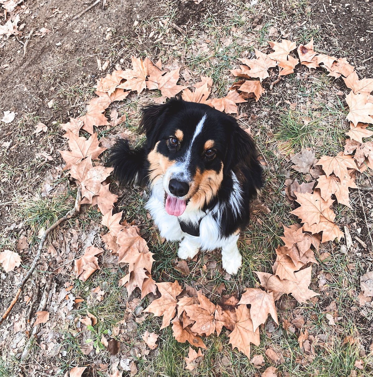 Canicross : comment faire du sport avec son chien ?, Animalerie